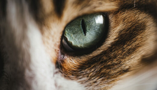 「See eye to eye.」見つめ合う？イディオム英語